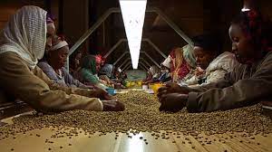 에티오피아 커피 노동자들- '블랙 골드' 화면 갈무리